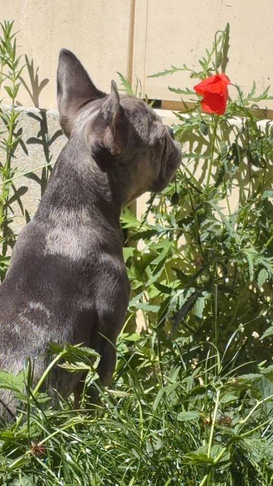 SOIN ANIMAUX