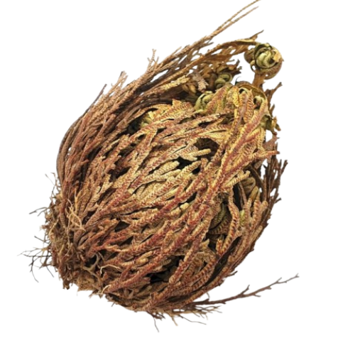 Rose de Jéricho